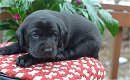 Mooie labrador puppy's met papieren - 2 - Thumbnail