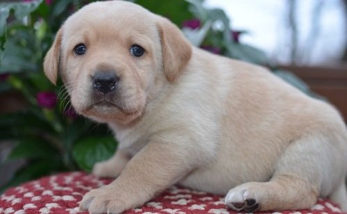 Mooie labrador puppy's met papieren - 3