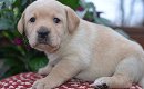 Mooie labrador puppy's met papieren - 3 - Thumbnail