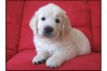 Golden Retriever-puppy's met papieren - 0 - Thumbnail