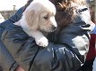 Golden Retriever-puppy's met papieren - 1 - Thumbnail