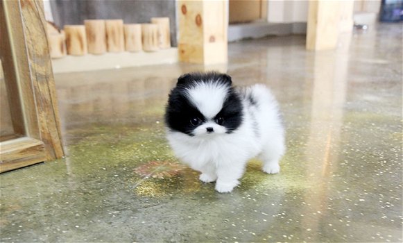 POMERANIAN ZWERGSPITZ PUPPY WIT - 1