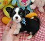 Super kleine mini chihuahua puppies (lang haar en korthaar) met papieren - 0 - Thumbnail
