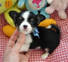 Super kleine mini chihuahua puppies (lang haar en korthaar) met papieren