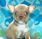 Super kleine mini chihuahua puppies (lang haar en korthaar) met papieren - 2 - Thumbnail