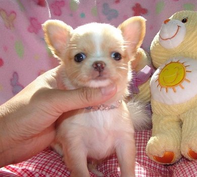 Super kleine mini chihuahua puppies (lang haar en korthaar) met papieren - 3