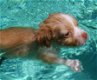 Super kleine mini chihuahua puppies (lang haar en korthaar) met papieren - 5 - Thumbnail