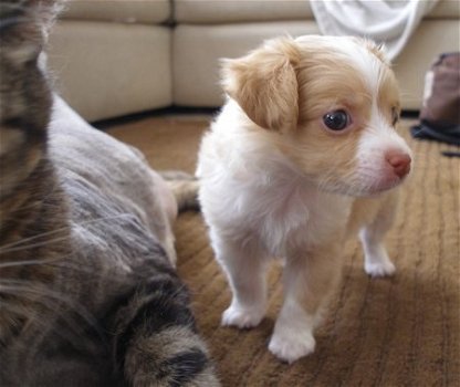 Super kleine mini chihuahua puppies (lang haar en korthaar) met papieren - 6