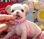 Super kleine mini chihuahua puppies (lang haar en korthaar) met papieren - 7 - Thumbnail