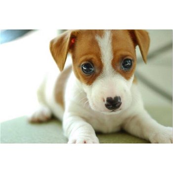 Jack Russell-puppy's, reu en teef. Klein, volledig gev - 1