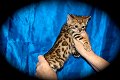 Bengalen kitten met papieren voor adoptie - 2 - Thumbnail