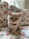 Rasecht Onze rasechte Brits Korthaar kittens - 2 - Thumbnail