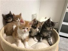 Mooie Maine Coon x kitten