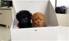 Mini Poedel pups te koop