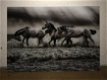 schilderij op glas , paarden - 6 - Thumbnail