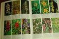 Wilde Bloemen - 2 - Thumbnail