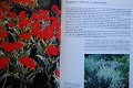 De Groene Tuin; Speelse effecten met bladplanten - 4 - Thumbnail