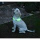 Led verlichtingsbuis voor de hond usb oplaadbaar - 2 - Thumbnail