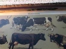 muurdecoratie , koe en stier - 1