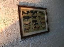 muurdecoratie , koe en stier - 2