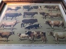 muurdecoratie , koe en stier - 7