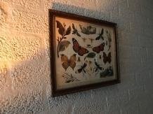 vlinder , schilderij - 1