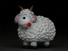 schaap , kado