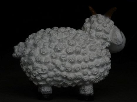 schaap , kado - 4