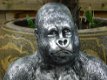 gorilla , kado - 2 - Thumbnail
