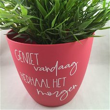 Bloempot / Vaas thema (kunststof) roze & Quote adv 4