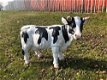 beeld van een koe , koe - 2 - Thumbnail