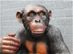 beeld van een aap , aap ,kado - 0 - Thumbnail