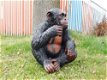 beeld van een aap , aap ,kado - 1 - Thumbnail