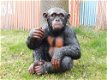 beeld van een aap , aap ,kado - 2 - Thumbnail