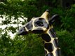 Giraffe ,beeld giraffe - 2 - Thumbnail