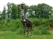 Giraffe ,beeld giraffe - 4 - Thumbnail