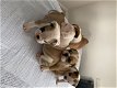 Charmante Engelse Bulldog-puppy's - 0 - Thumbnail