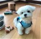 Schattige Maltese puppy's - 0 - Thumbnail