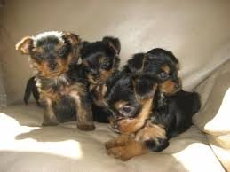 Leuke Yorkie-puppy's beschikbaar - 0