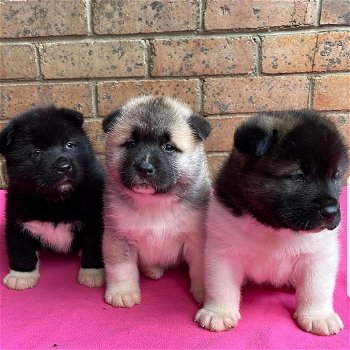 Akita-puppy's met kampioensbloedlijnen - 0