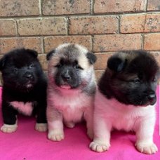Akita-puppy's met kampioensbloedlijnen