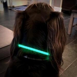 USB oplaadbare led verlichtingsbuis voor de hond - 0