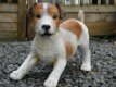 decoratief beeld van een hond , jack russel - 0 - Thumbnail