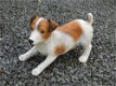 decoratief beeld van een hond , jack russel - 1 - Thumbnail