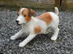 decoratief beeld van een hond , jack russel - 2 - Thumbnail