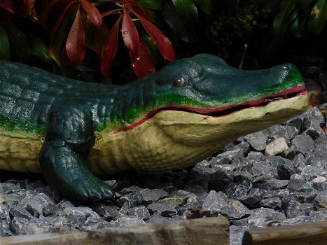 krokodil, tuinbeeld - 4