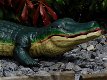 krokodil, tuinbeeld - 4 - Thumbnail