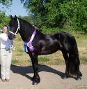 Friesian Horse For Sale - 0