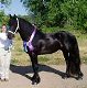 Friesian Horse For Sale - 0 - Thumbnail