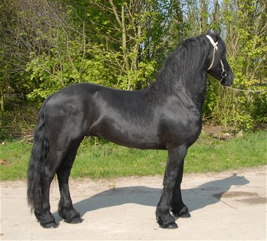 Friesian Horse For Sale - 1